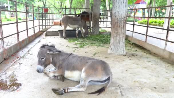 view of donkeys in zoo, wild animals concept - Video, Çekim