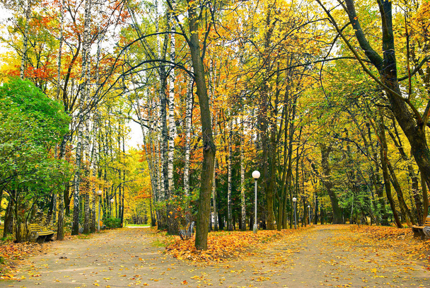 κόκκινο, κίτρινο φύλλα στα δέντρα στο πάρκο φθινόπωρο. - Φωτογραφία, εικόνα