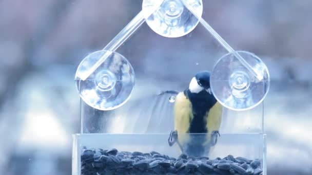 Tit flit and sit the bird feeder. They take the seed and fly away. Feeder on the window of the house on suction cups. - Footage, Video