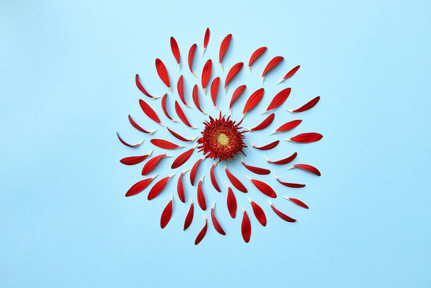 Creative background with red flower petals on blue pastel background - Fotografie, Obrázek