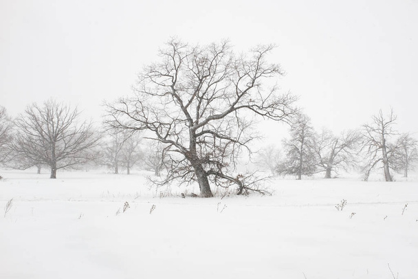 Winterlandschap met besneeuwd land en kale bomen - Foto, afbeelding