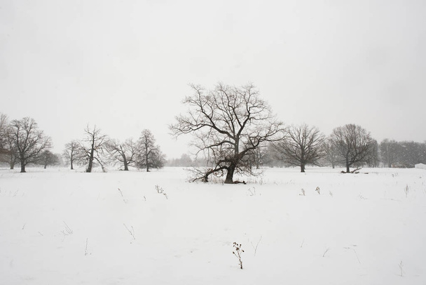 Winter landscape with snow covered land and bare trees - 写真・画像