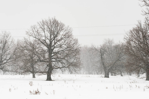 Зимовий пейзаж із засніженою землею та голими деревами
 - Фото, зображення