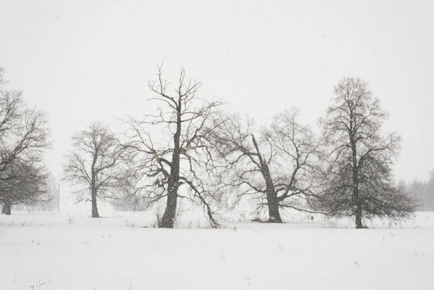 Winter landscape with snow covered land and bare trees - Fotografie, Obrázek