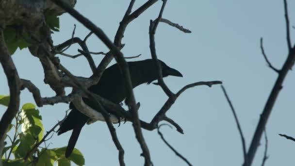 Czarny ptak siedzący na drzewie - Materiał filmowy, wideo