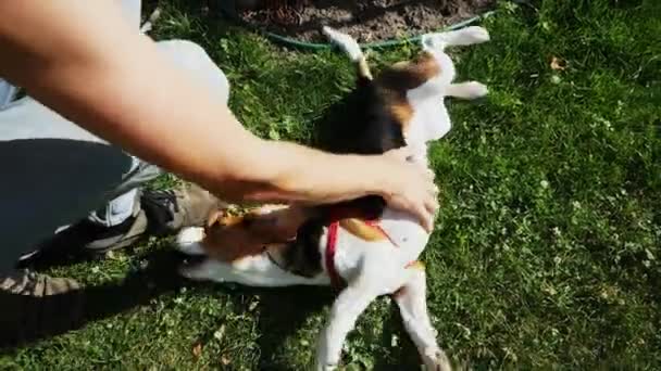 De mens speelt met zijn hond in een weiland, een vrolijke beagle ligt op zijn rug en bijt, wandelen in het park - Video