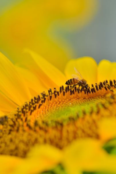 Abelha de mel em girassol
 - Foto, Imagem