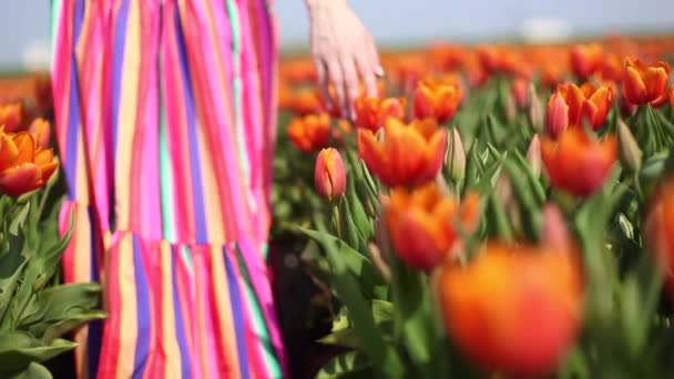 Mulher bonita com cabelos longos vermelhos vestindo um vestido listrado e chapéu de palha caminha ao longo das tulipas em campo de tulipas coloridas. Menina corre mão sobre o topo de tulipas coloridas
. - Filmagem, Vídeo