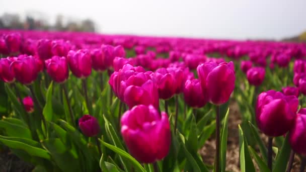 Закройте вид на розовые тюльпаны, качающиеся на ветру в цветущем тюльпановом поле
.  - Кадры, видео