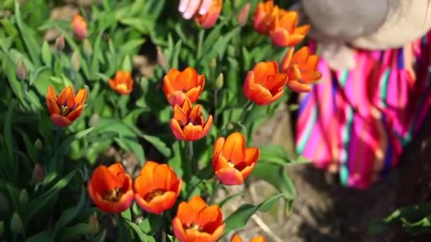 Mulher bonita com longos cabelos vermelhos vestindo um vestido listrado e chapéu de palha em pé no campo de tulipas coloridas e corre mão sobre o topo de tulipas coloridas
. - Filmagem, Vídeo