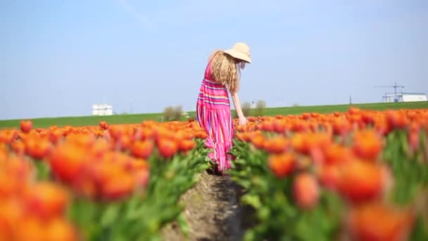 Mooie jonge vrouw met lang rood haar in een gestreepte jurk en strohoed loopt langs de tulpen in kleurrijk tulpenveld.  - Video