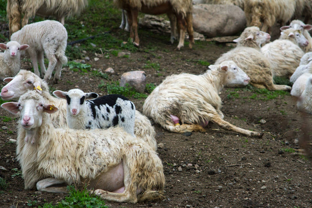 flock of white and black adult sheep with their lambs resting in the fields of the farm - Φωτογραφία, εικόνα