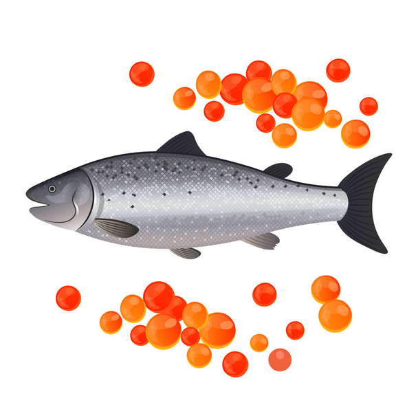 Red caviar and salmon on a white background vector illustration. - Vector, Image