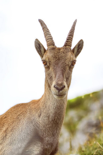 Steinbock veya Alpine Capra Ibex 'in Kolombiya geçidinde portresi, Fran - Fotoğraf, Görsel