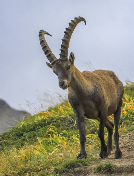 Steinbock or Alpine Capra Ibex portrait at Colombiere pass, France - Photo, image