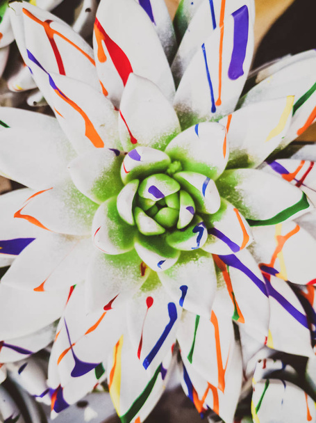 Echeveria brilhantemente colorido
  - Foto, Imagem