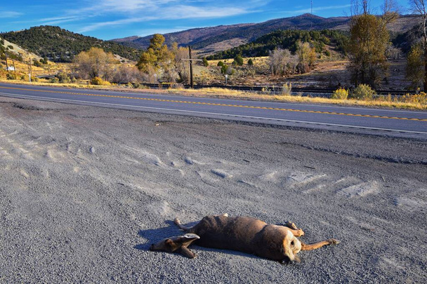 Мертвий білоспинний або олень з мулом, якого збила машина або вантажівка, який лежав убитий на узбіччі дороги, сумне дорожнє вбивство в Скелястих горах штату Юта. Уса. - Фото, зображення