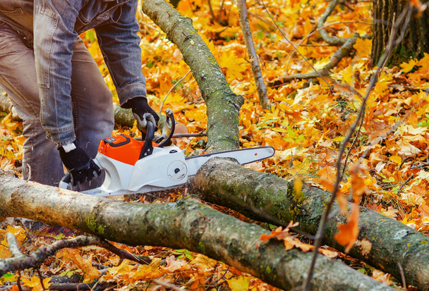 Serras de lenhador árvore com uma motosserra na floresta
 - Foto, Imagem