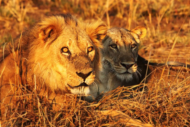 Ένα ζευγάρι λιονταριών (Panthera leo) που κείτονται μαζί μετά τη σύζευξη. - Φωτογραφία, εικόνα