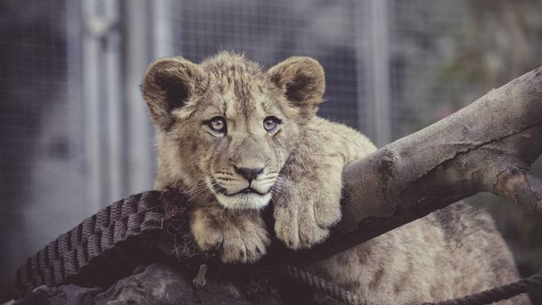 ベルベルの若いライオンは壮大な暗い背景を見て - 写真・画像