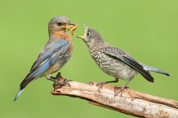 vrouwelijke Oost bluebird met baby - Foto, afbeelding