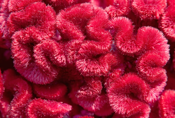 Rode Cockscomb bloem, ook bekend als wol bloem of brein Celosia - Foto, afbeelding