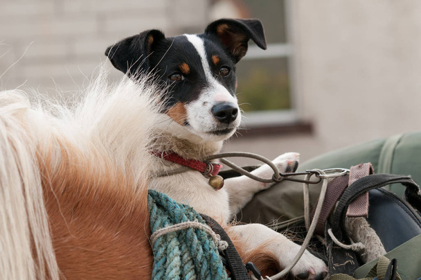 Un caballo con un Jack Russell Terrier en una alforja
. - Foto, imagen