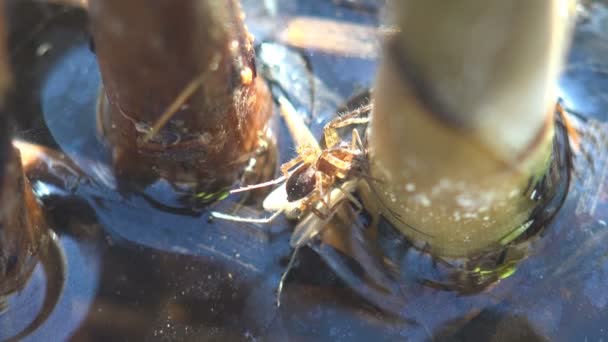 Spider holds in jaws of caught mosquito. Running in thicket of reeds. Macro view of spider in wildlife - Video, Çekim