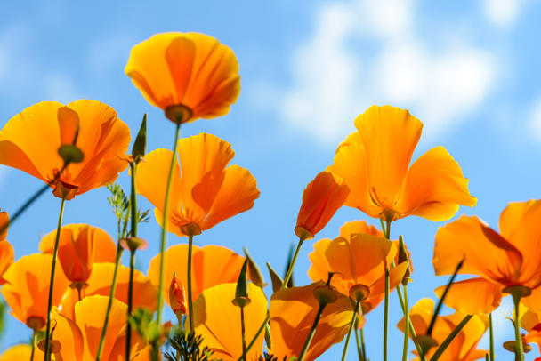 California poppies against bright blue sky - Photo, Image
