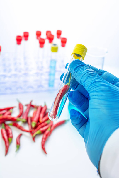 Hot pepper on laboratory test tube in the analysts hand in a plastic glove - Photo, Image