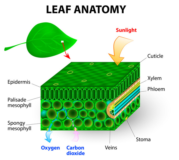 Anatomia delle foglie
 - Vettoriali, immagini
