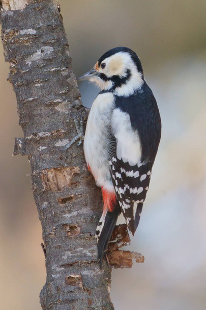 a woodpecker in winter forest - Valokuva, kuva