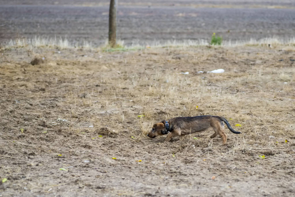 dachshund, also called dachshund or dachshund running across the - Photo, Image