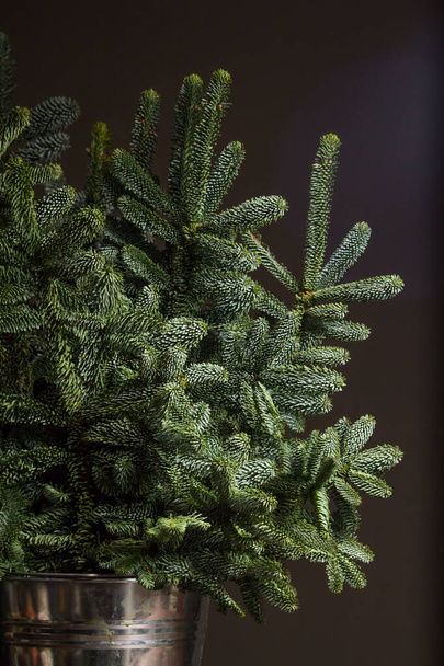 Зелена ялинка або гілки Abies Nobilis в залізному відрі на темному тлі, Різдво або Новий рік концепції - Фото, зображення