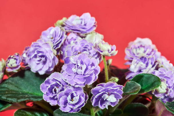 Détails d'une fleur africaine en pot violette en fleurs
 - Photo, image
