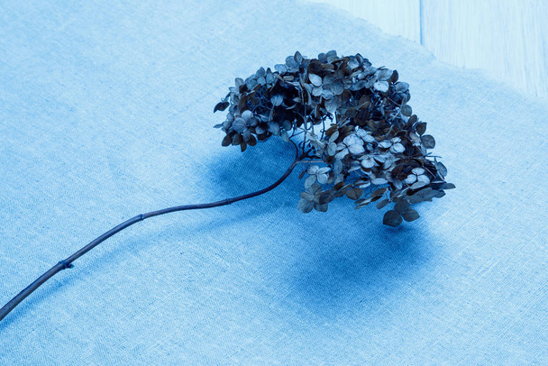 trockener Hortensienzweig auf grobem Leinenstoff. blau getönt. minimalistisches Design in Trendfarben. - Foto, Bild