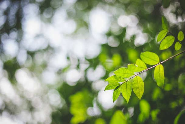 Leaves growing on a tree with sunlight - Фото, зображення