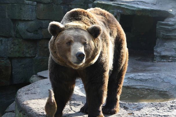 a bear in the zoo - Photo, Image