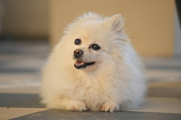 feliz blanco pomeranian perro adorable pequeña mascota con pelo largo esponjoso
 - Foto, Imagen