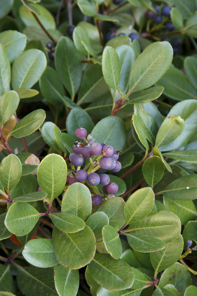 Rhaphiolepis umbellate haara sininen hedelmä päivänvalossa
 - Valokuva, kuva