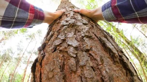 Personal perspective of a caucasian man touching a tree themes of environmentalist care sustainability green - Video