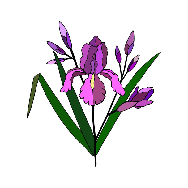 iris flower with buds and leaves.  vector illustration. hand drawing - Вектор,изображение