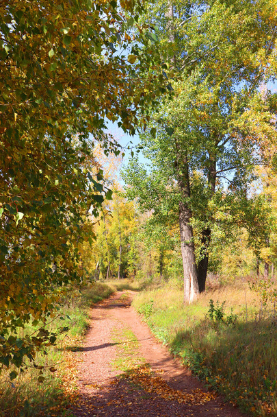 Φθινοπωρινό τοπίο στο δάσος - Φωτογραφία, εικόνα