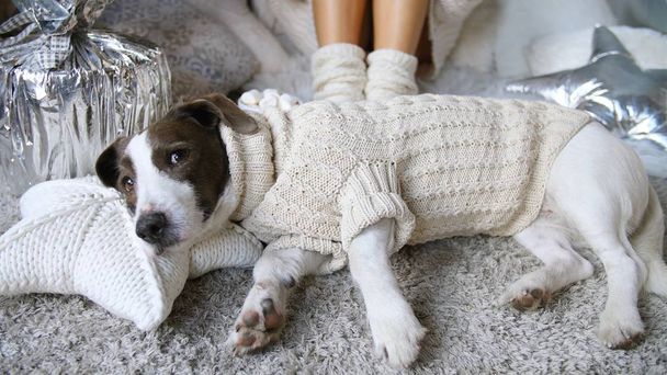 Σκύλος ξαπλωμένος σε ένα άνετο ζεστό πουλόβερ στο σπίτι. Μαλακό, άνετο, Hygge Lifestyle. - Φωτογραφία, εικόνα