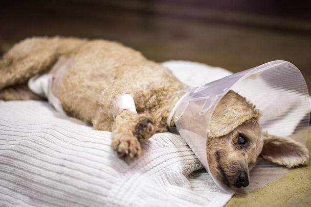Sterilization of animals, veterinary surgery. Sterilization by veterinarians in the dog. - Photo, Image