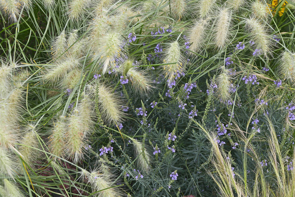 観賞用の草目 villosum が付いている庭の花ボーダー - 写真・画像