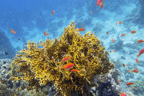 Красочные коралловые рифы на дне тропического моря, желтые огненные кораллы и косяк рыб анфиев, подводный пейзаж - Фото, изображение