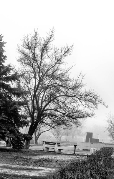 Black and white scenery in the fog - Photo, Image