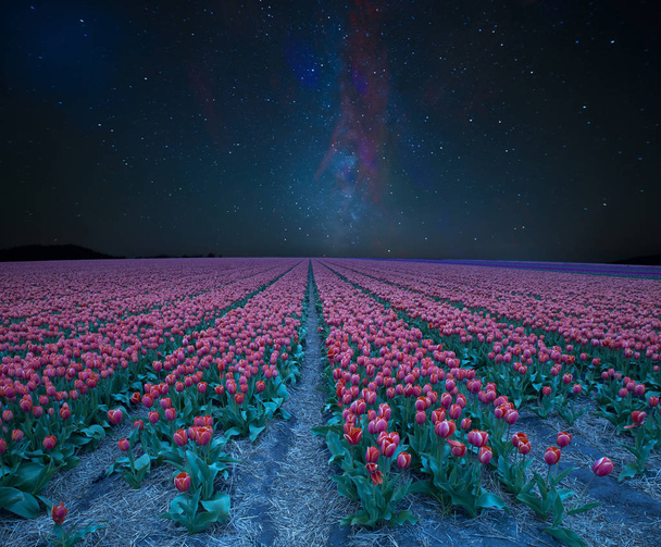 Campo noturno de tulipas e moinho de vento. Paisagem com estrelas e flores. Vista tradicional da Holanda
 - Foto, Imagem