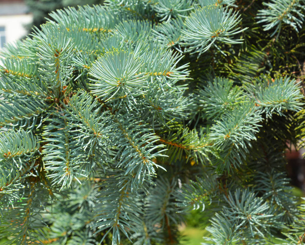 Colorado Blue Spruce Tree Branches. Blue spruce tree. - Photo, Image